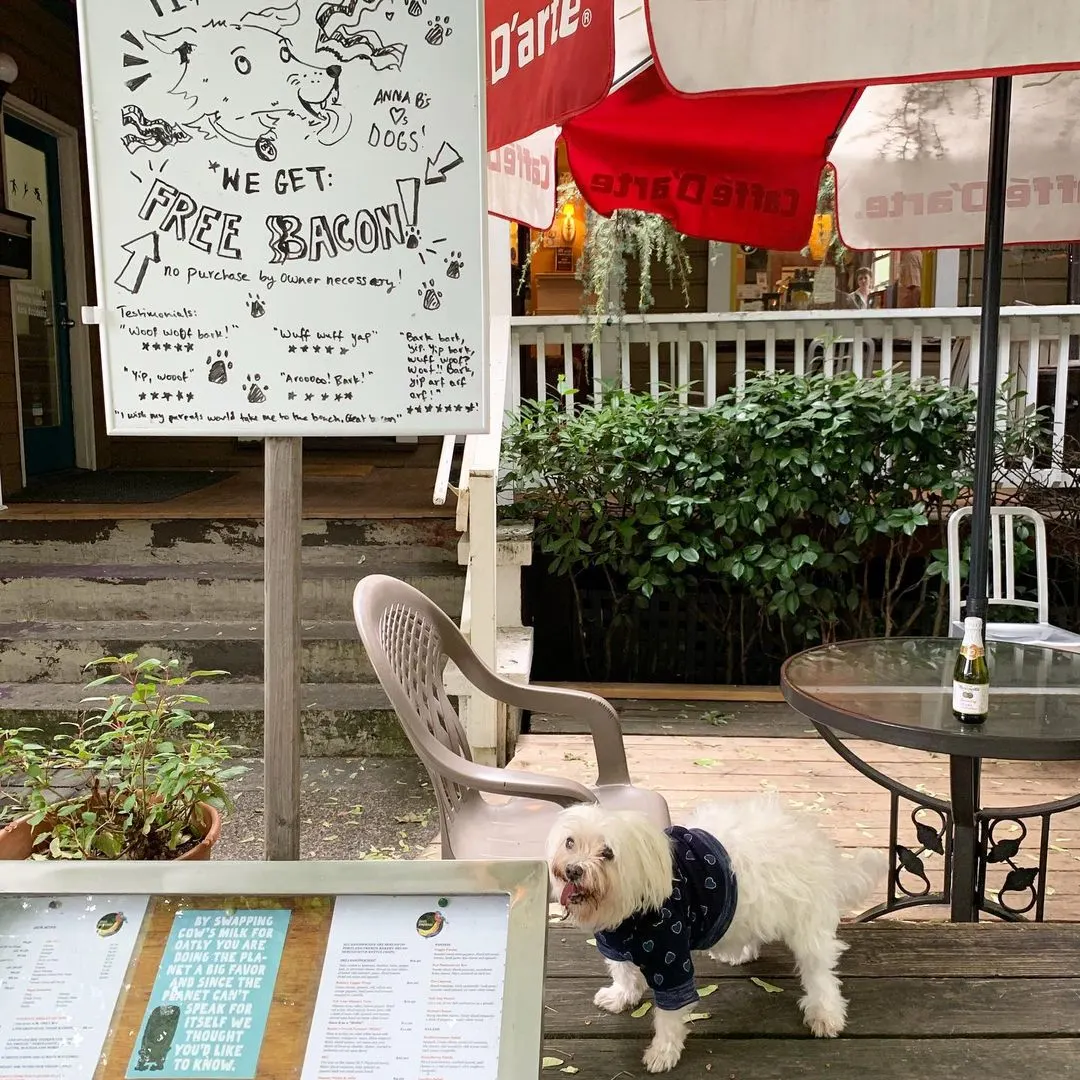 Dog on patio at restaurant