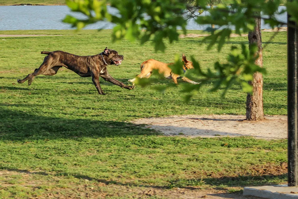 Roam: The best pet parks in the Eastern US