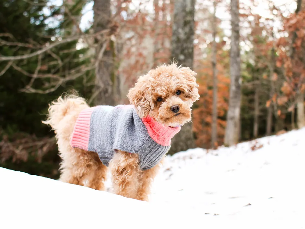 Staying warm with cool winter pet gear