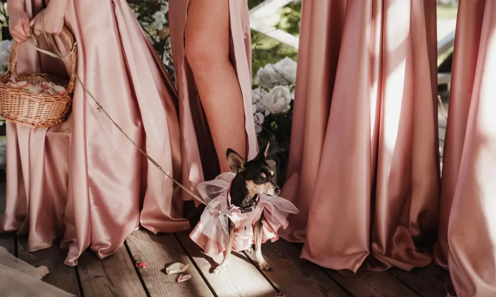 Build the Perfect Wedding Registry Based on Your Pet Parenting Style