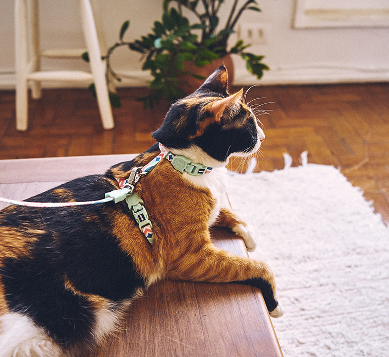 cat in colorful harness