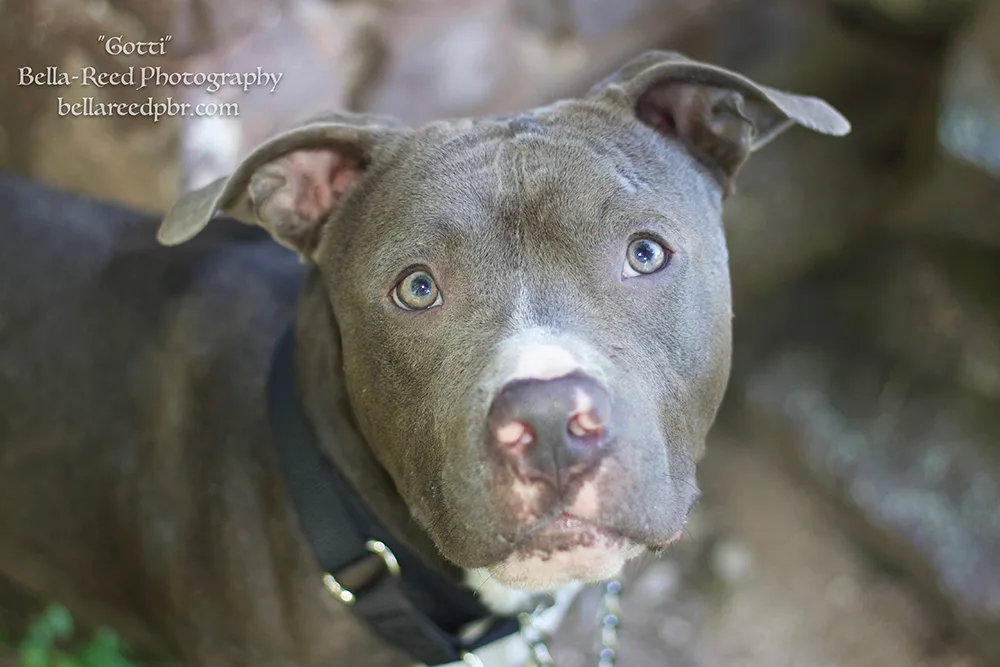 Interview with Melissa Mariner of Bella-Reed Pit Bull Rescue
