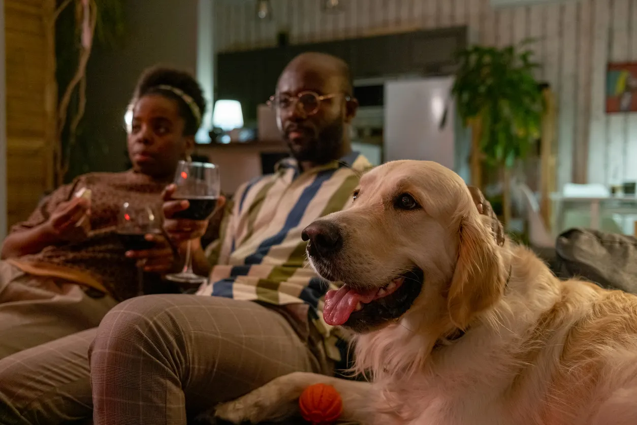 Why Do Dogs Like to Watch TV?