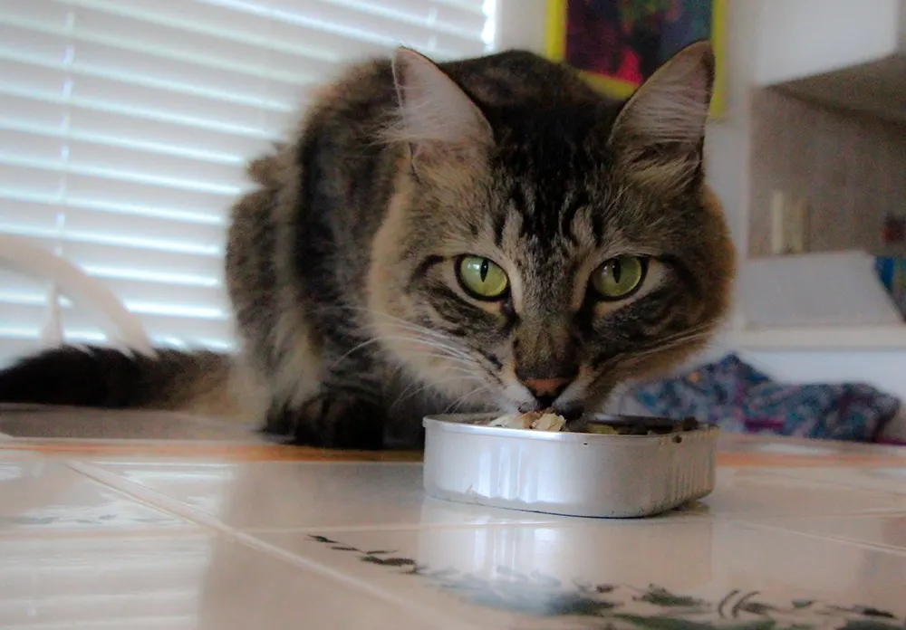 Tuna-only diet not sufficient for cats