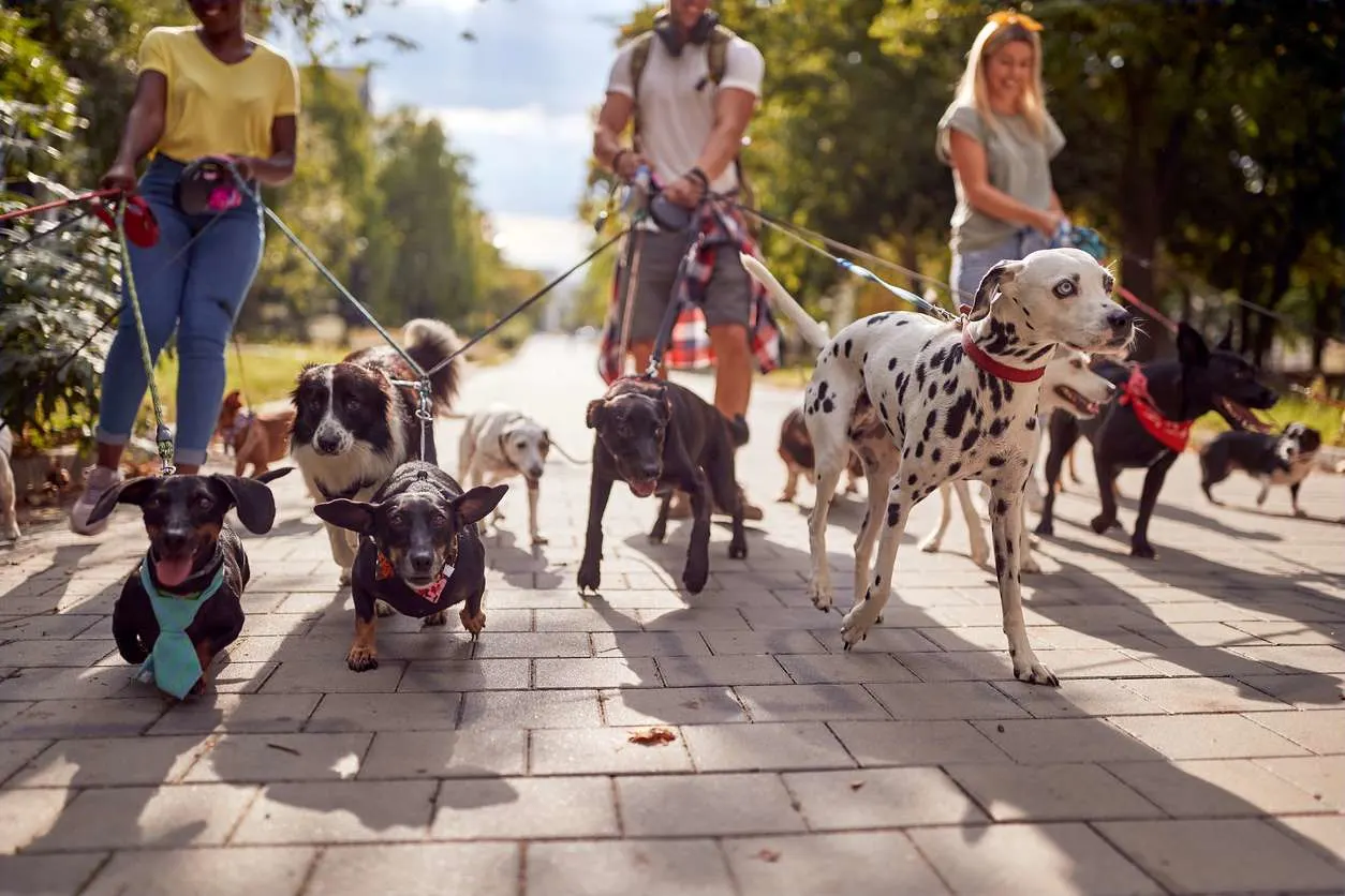 Group Walking Dogs