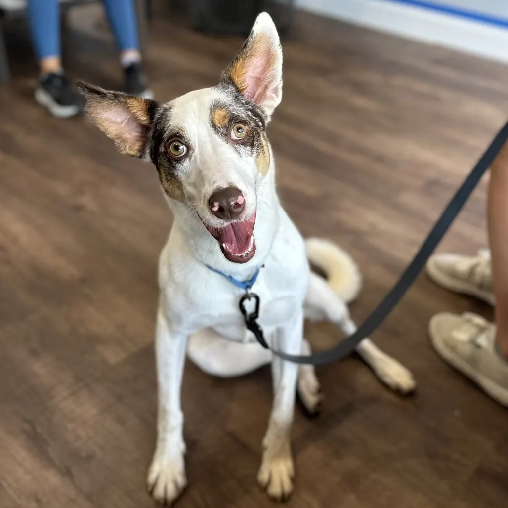 Eager dog looks up at camera
