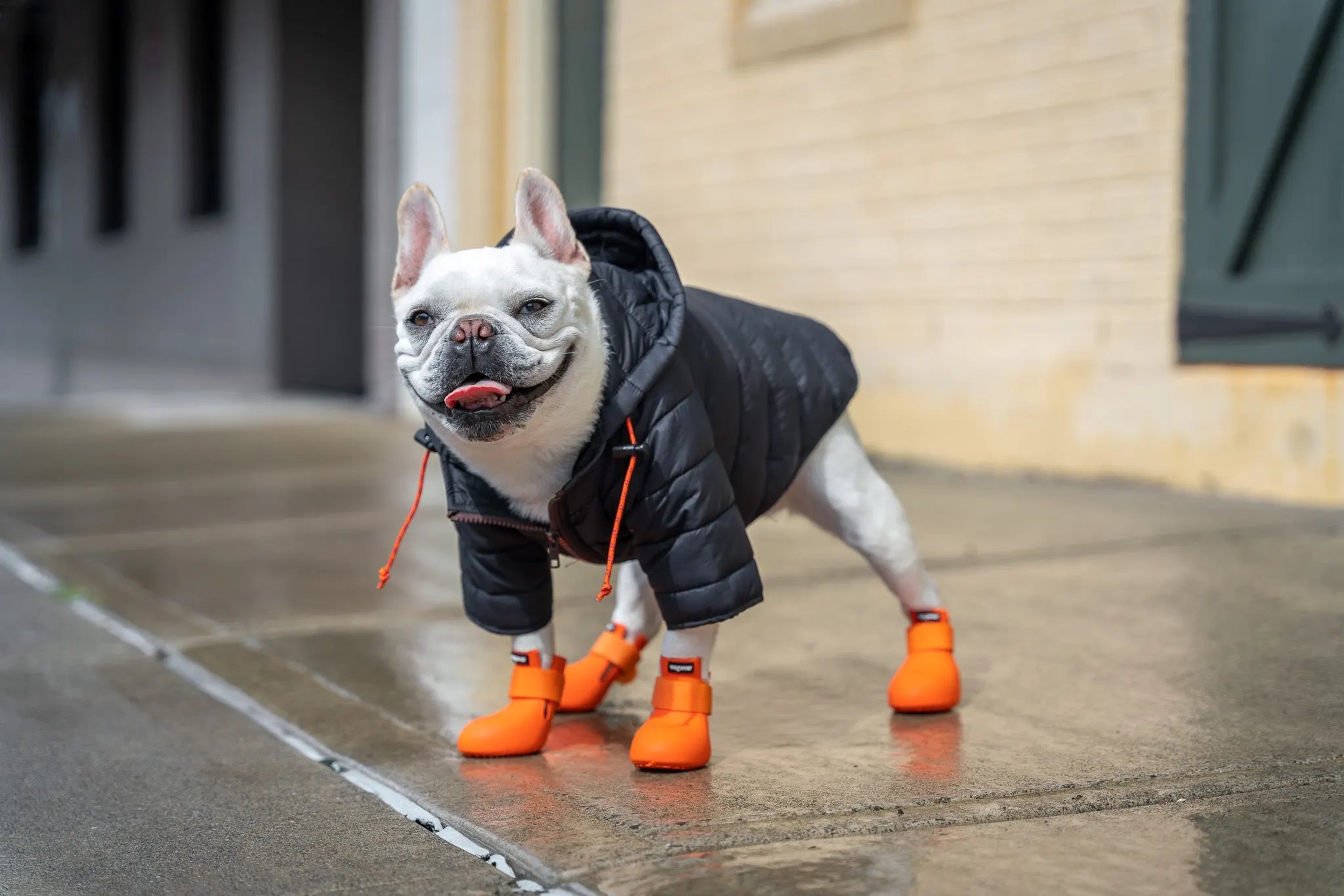 dog in coat and colorful dog rain boots