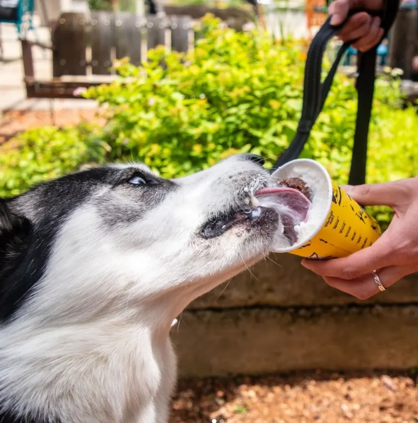 dog eating whipped cream out of coffee cup