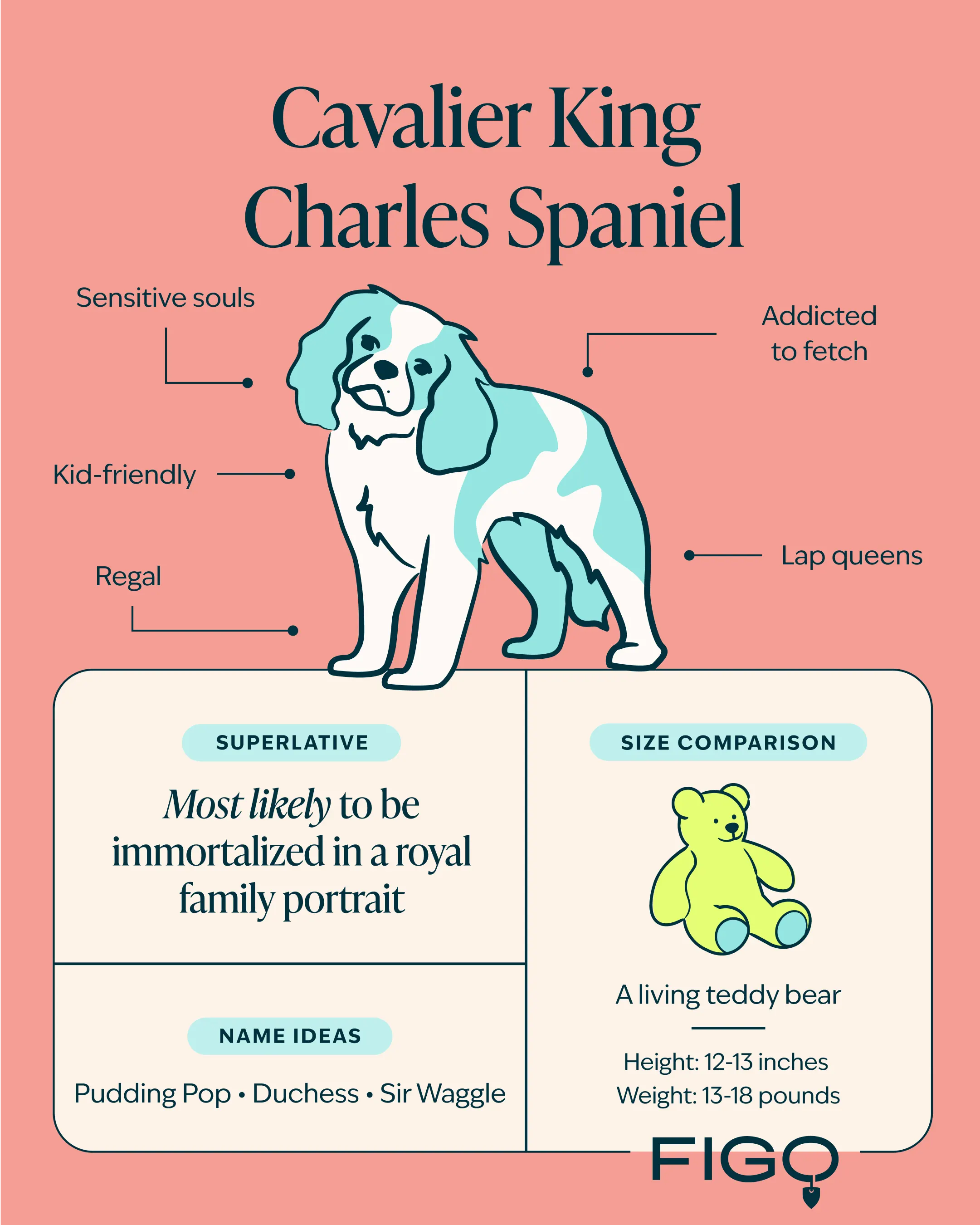 King charles cavalier spaniel breed guide illustration