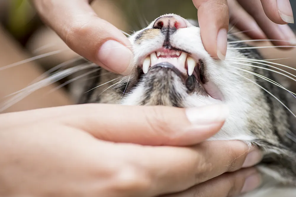 Pet dental issues can impact overall health