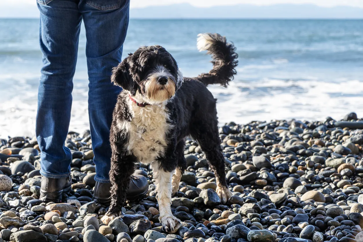 Portuguese water dog and a man on a beach