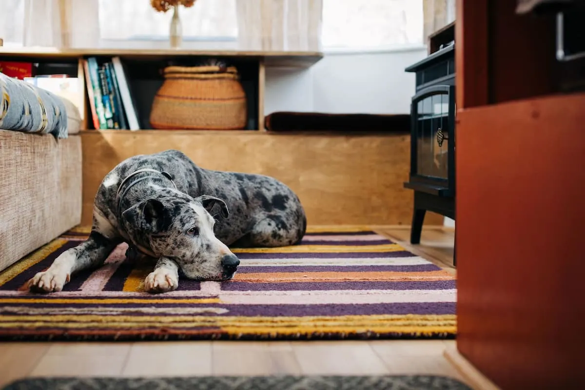 The Coolest PetFriendly Airbnbs in Virginia