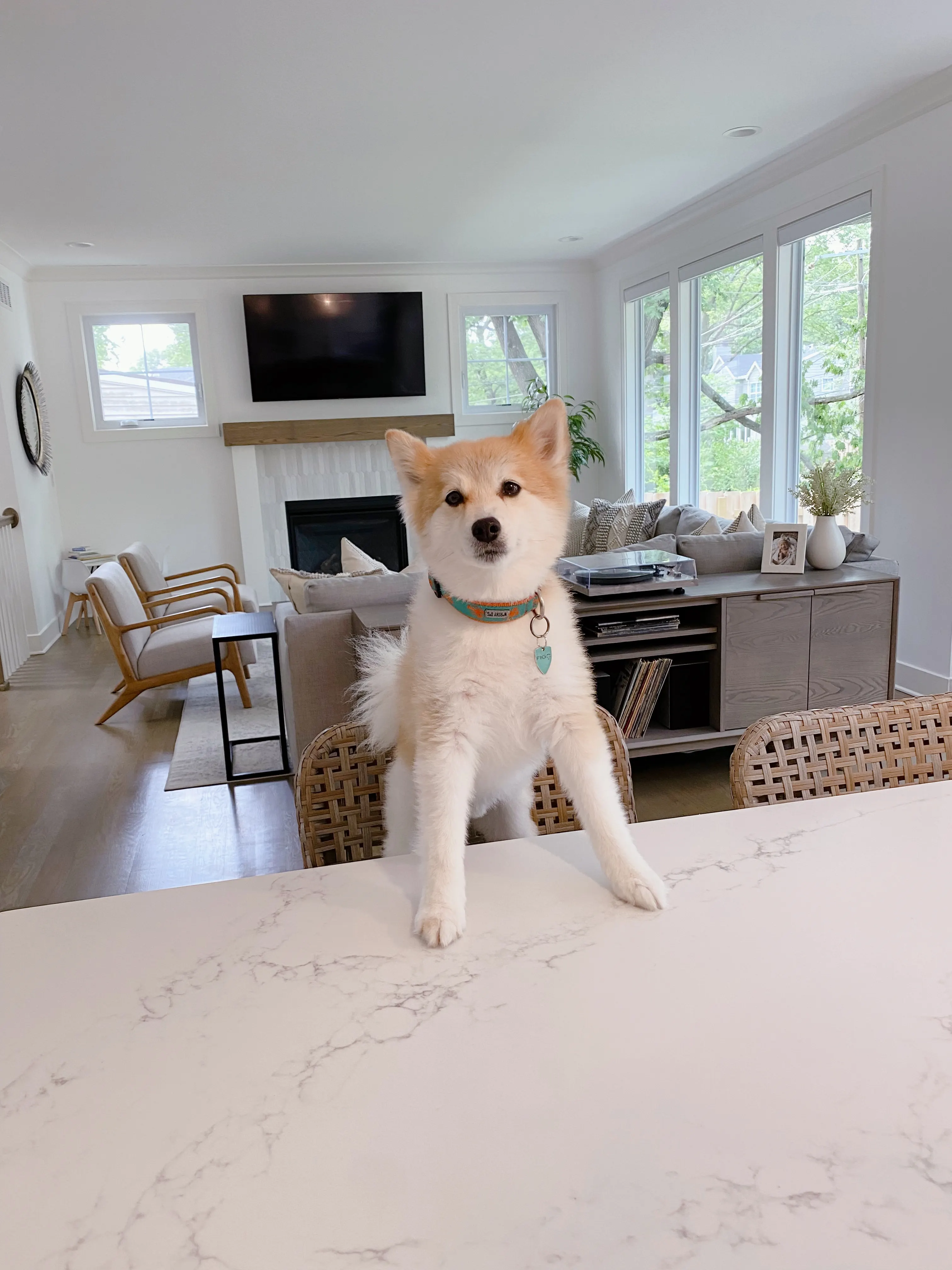 Dog with paws up on counter looking at camera