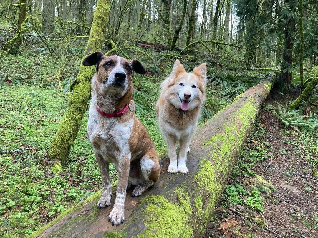 two dogs sitting on log in woods