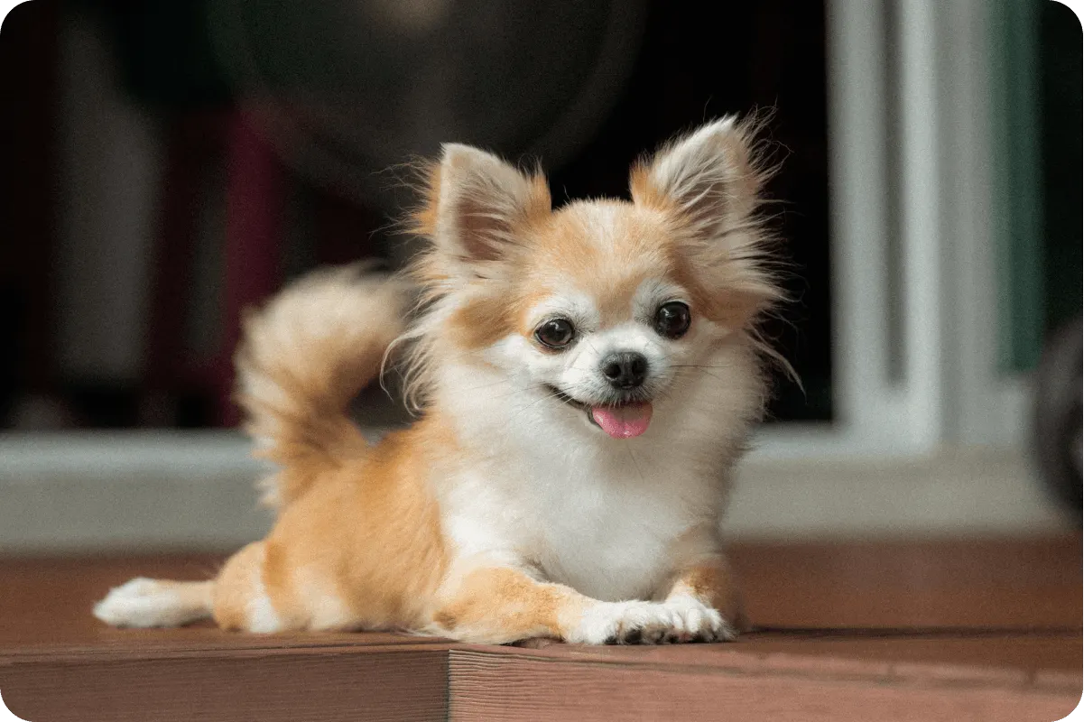 Chihuahua laying down on floor