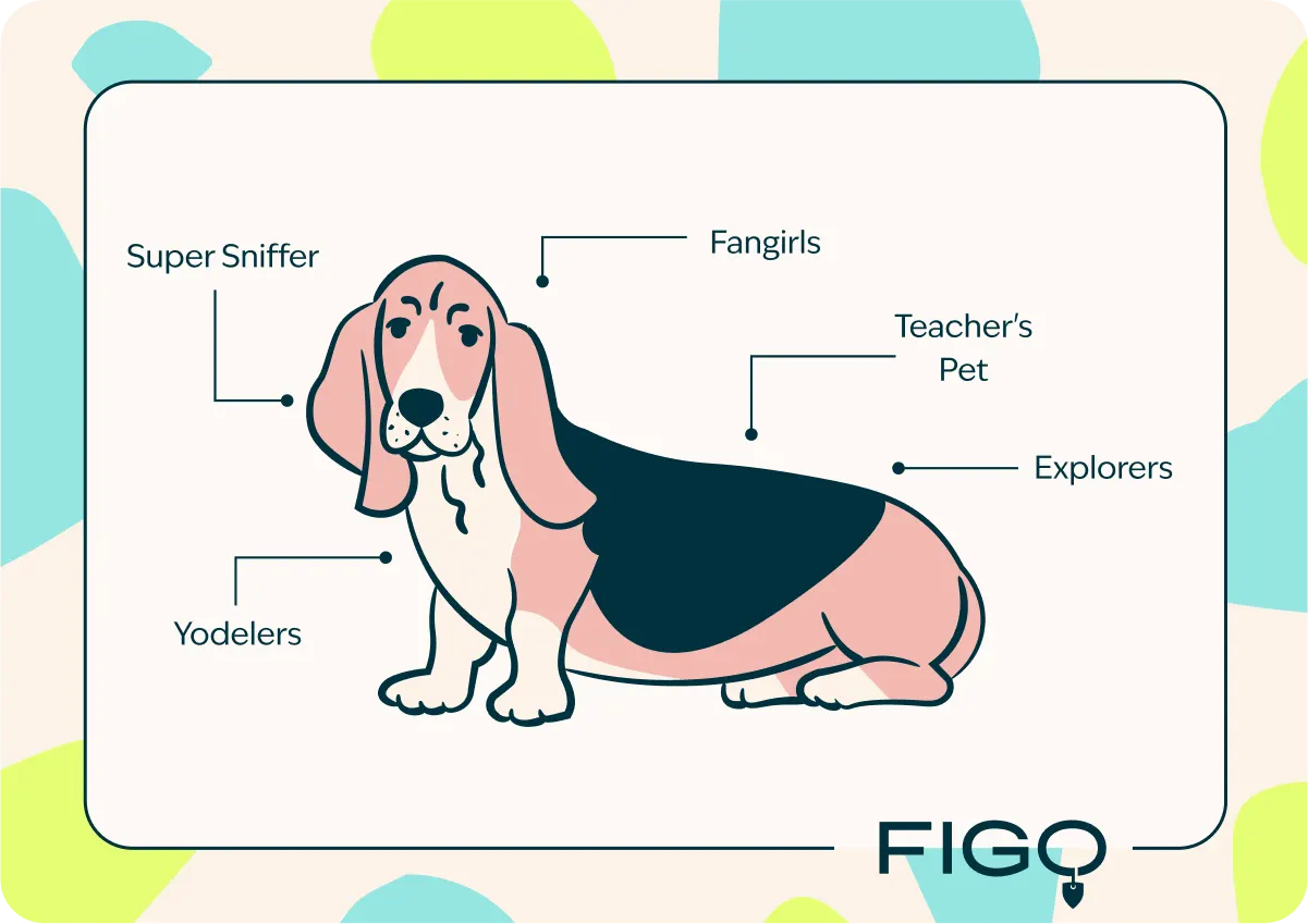 basset hound breed traits