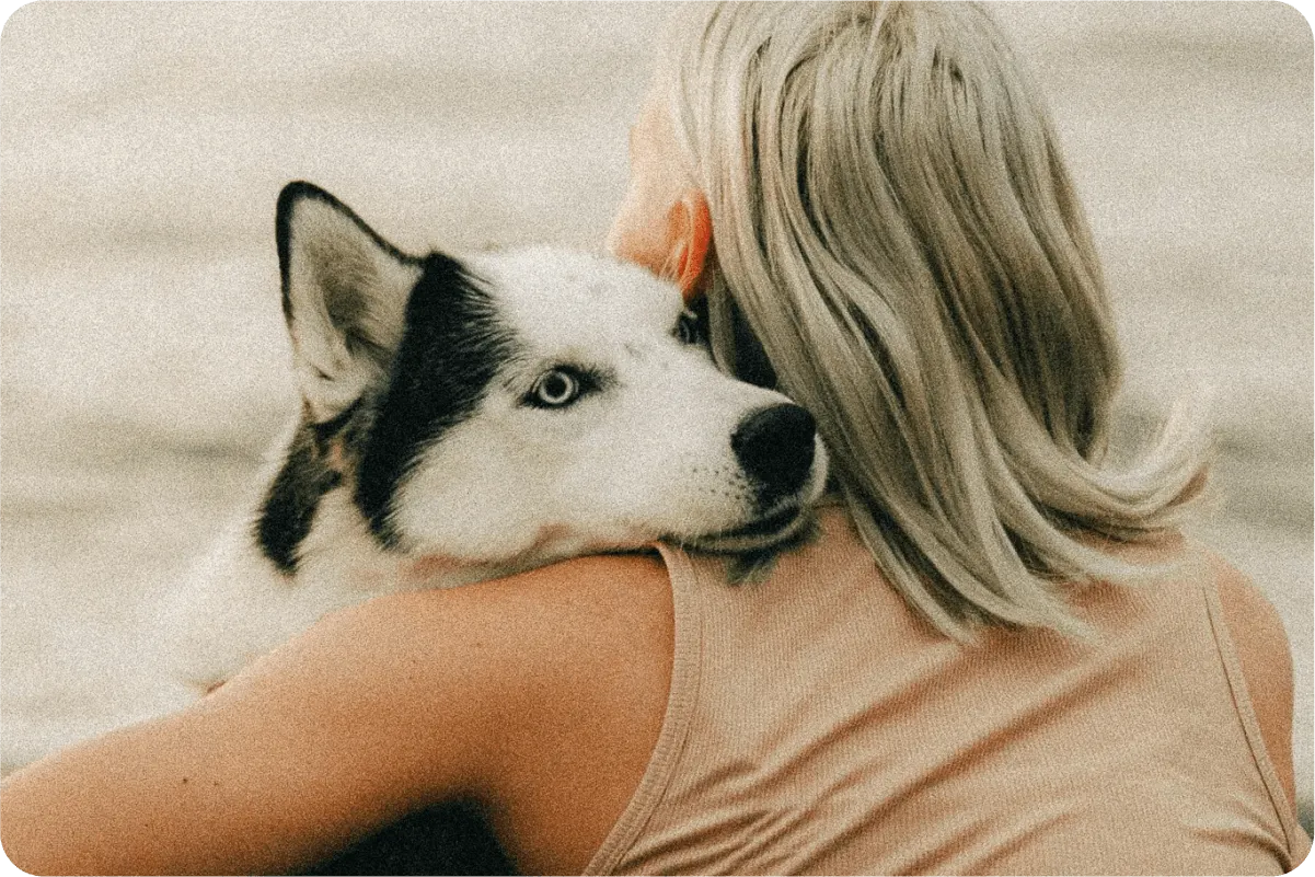 Siberian Husky embraced by woman