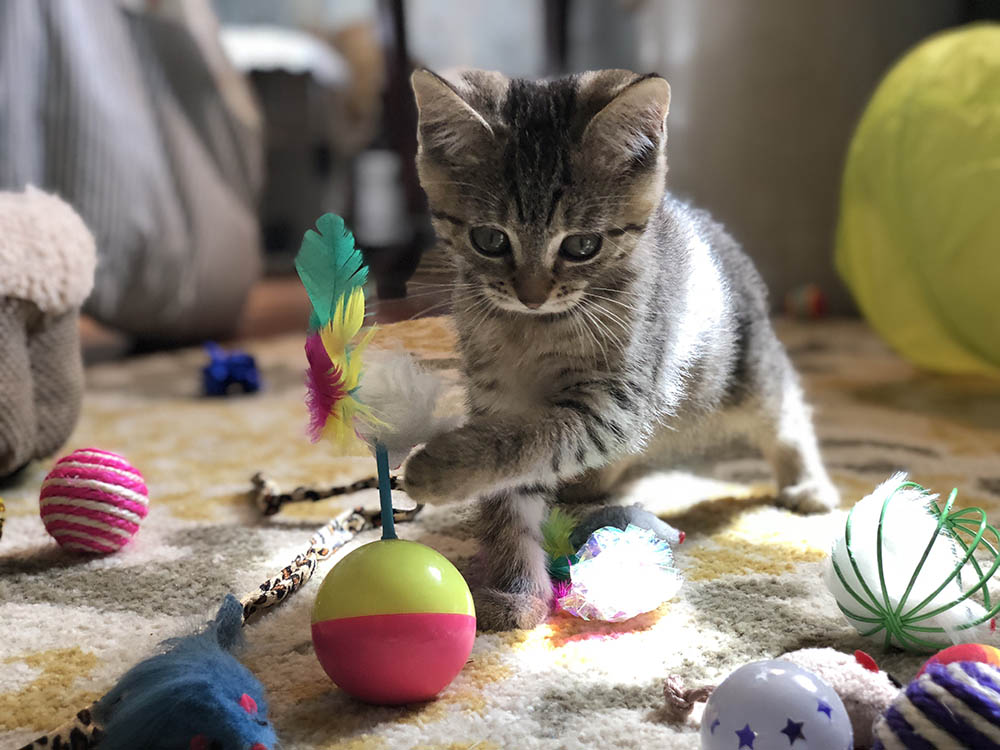 What are the best cat toys of 2019?