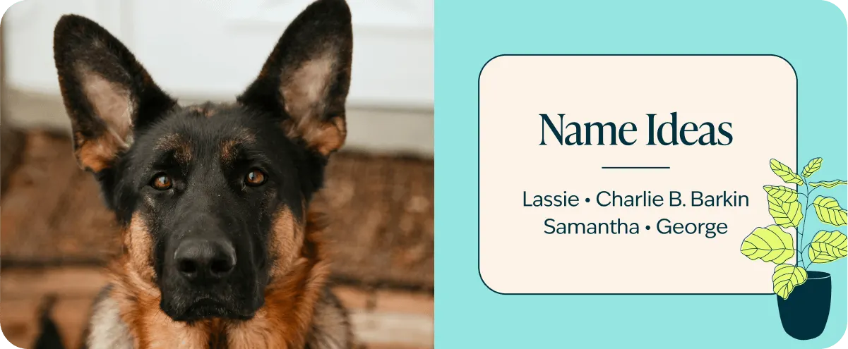 name ideas for german shepherds