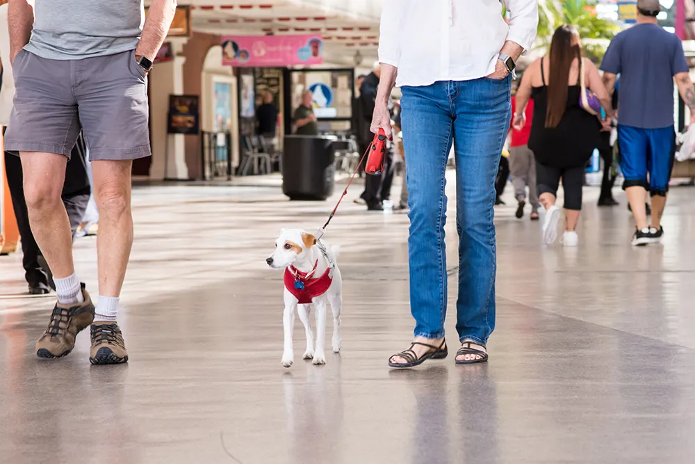 Roam Explore canyons and casinos in dog friendly Las Vegas