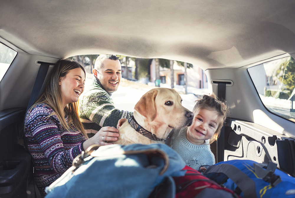 6 tips for a summer road trip with your dog