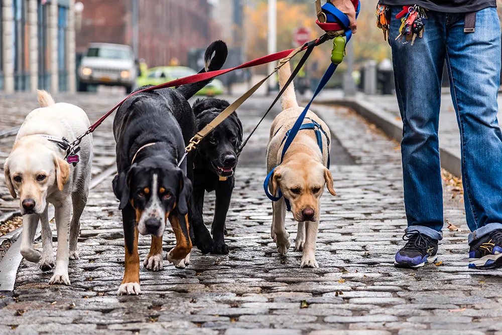 How to choose the best dog walker