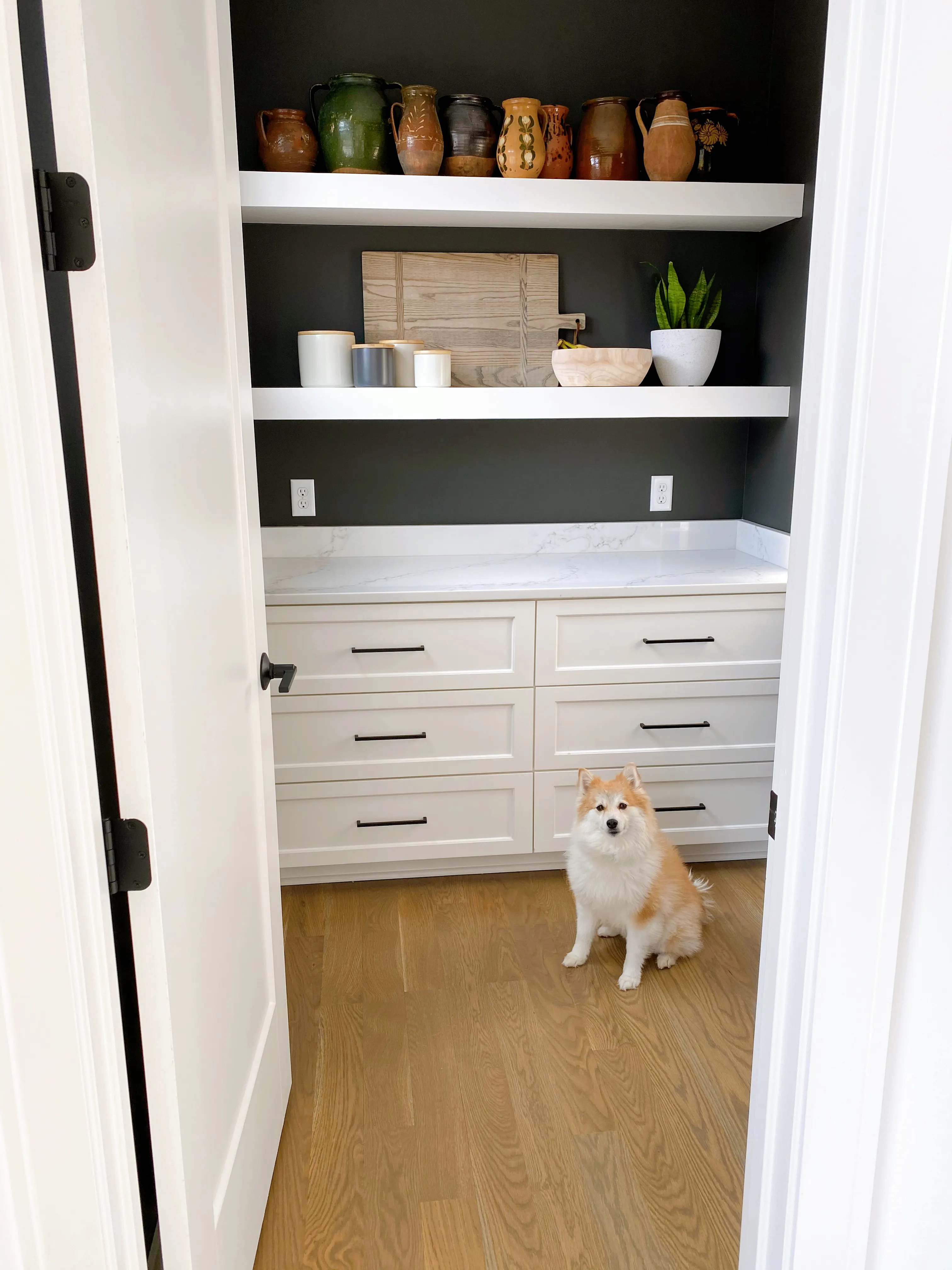 Dog sitting in pantry