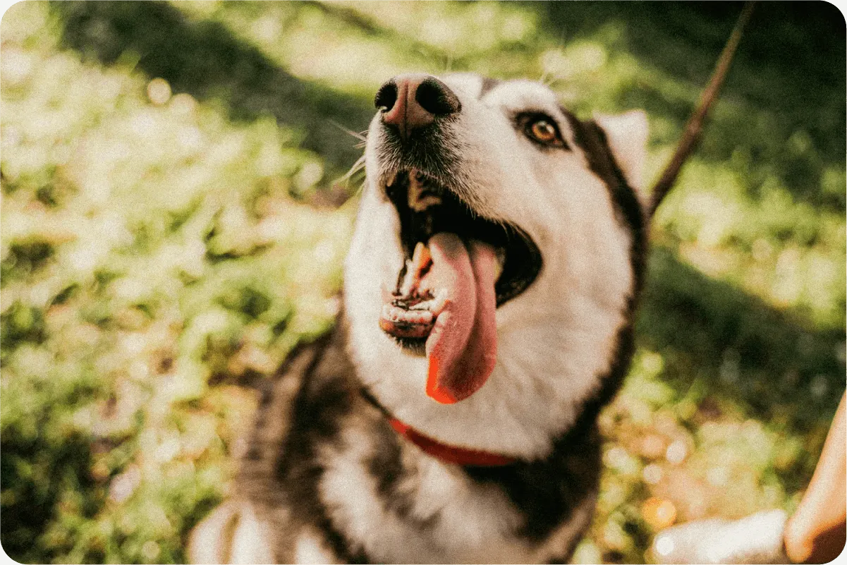 Siberian Husky sits outside and looks at camera