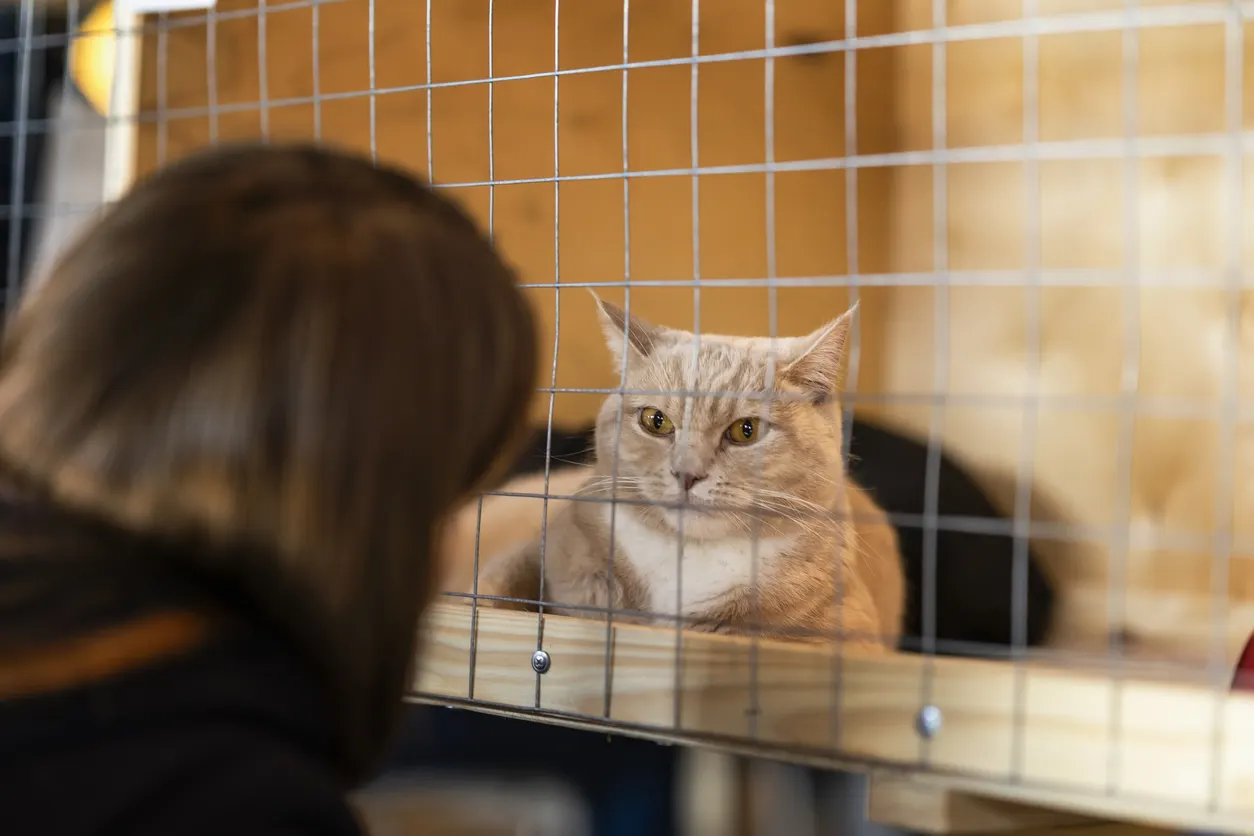 shelter cat looking at woman through cage
