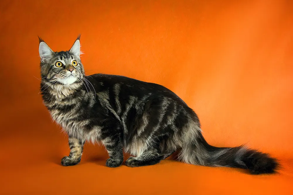 Side view of a Maine Coon cat
