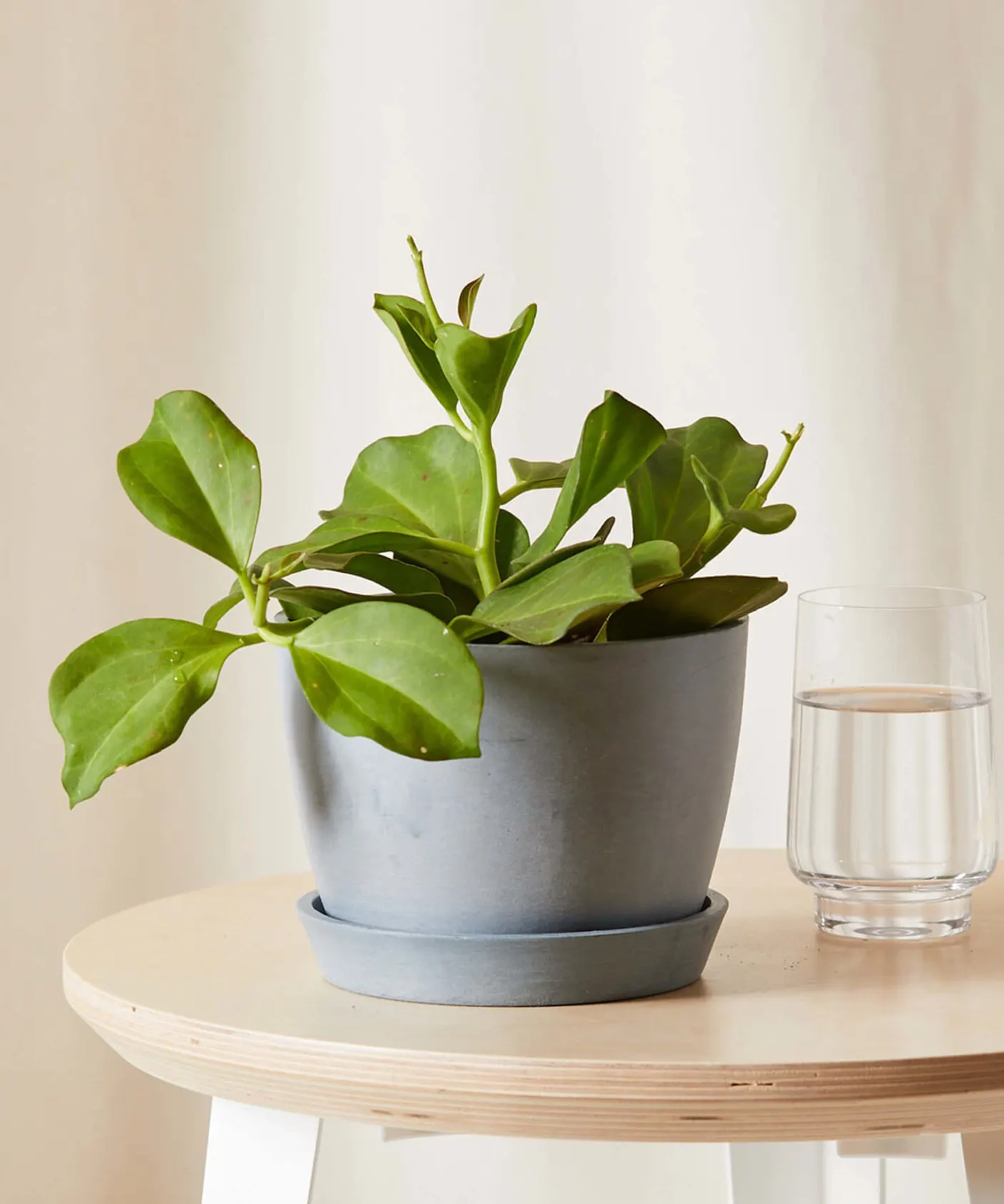 Potted Hoya Pachyclada plant on table