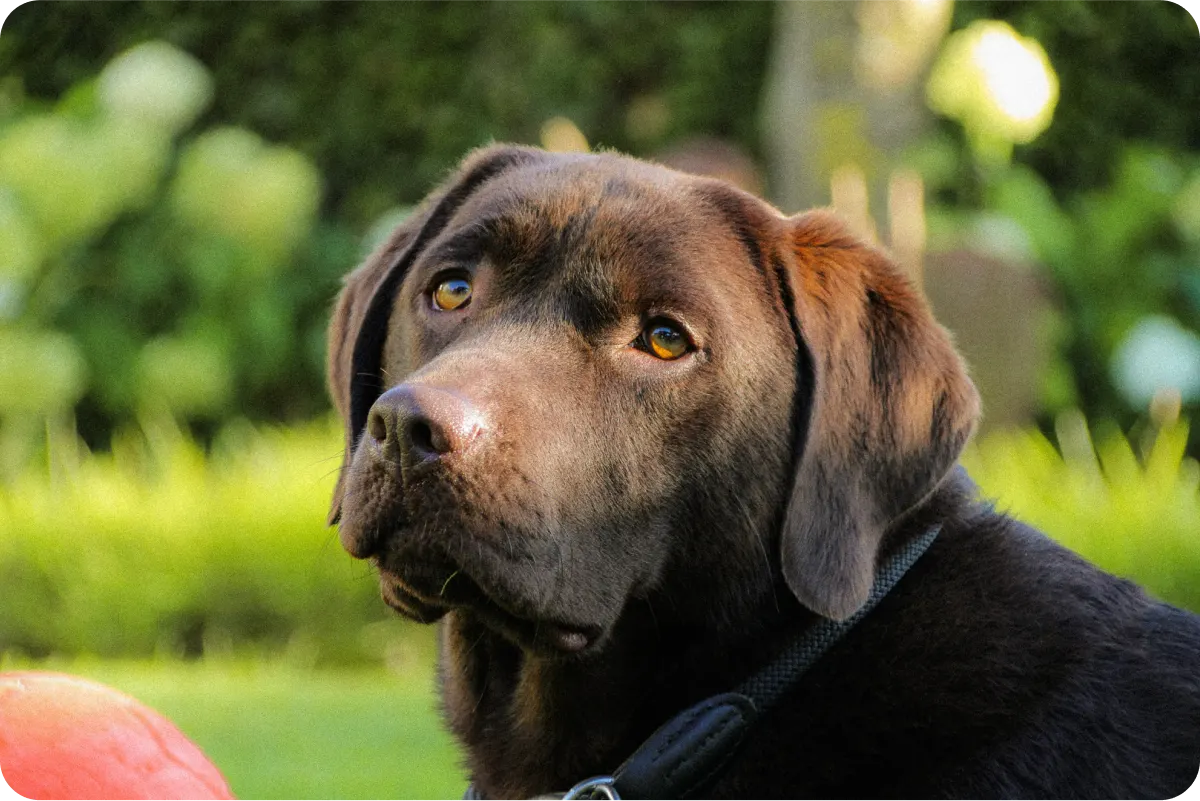 Chesapeake Bay Retriever looking soulfully at camera outside