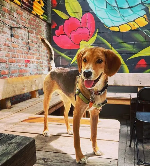 The Ultimate New York City Pet-Friendly Travel Guide