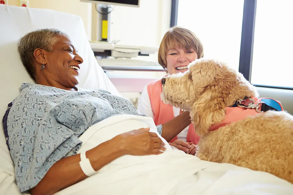 Everything About Therapy Dogs