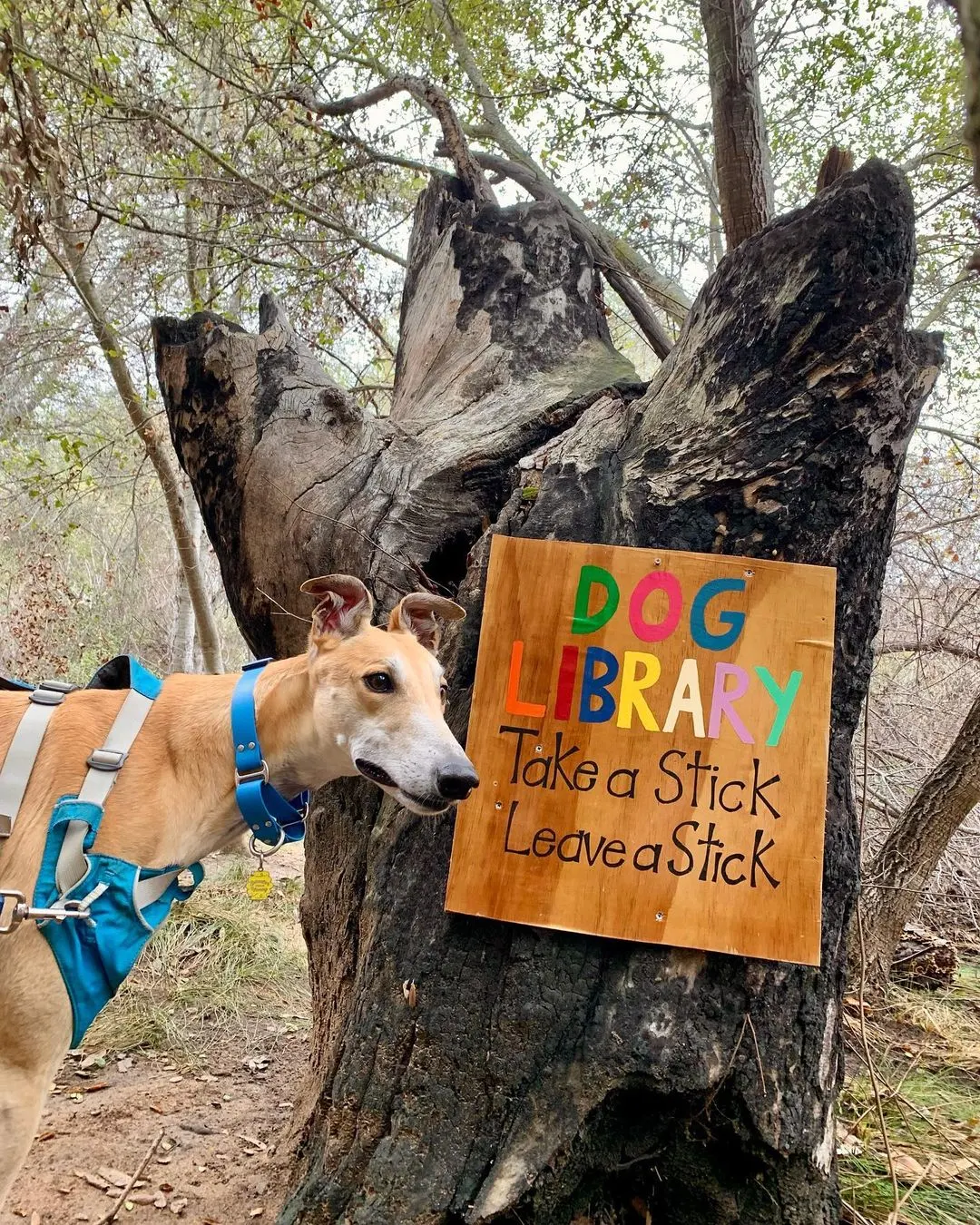 Dog exploring park