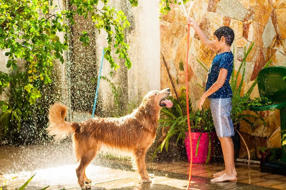 Boy sprays hose in air with golden retriever in yard