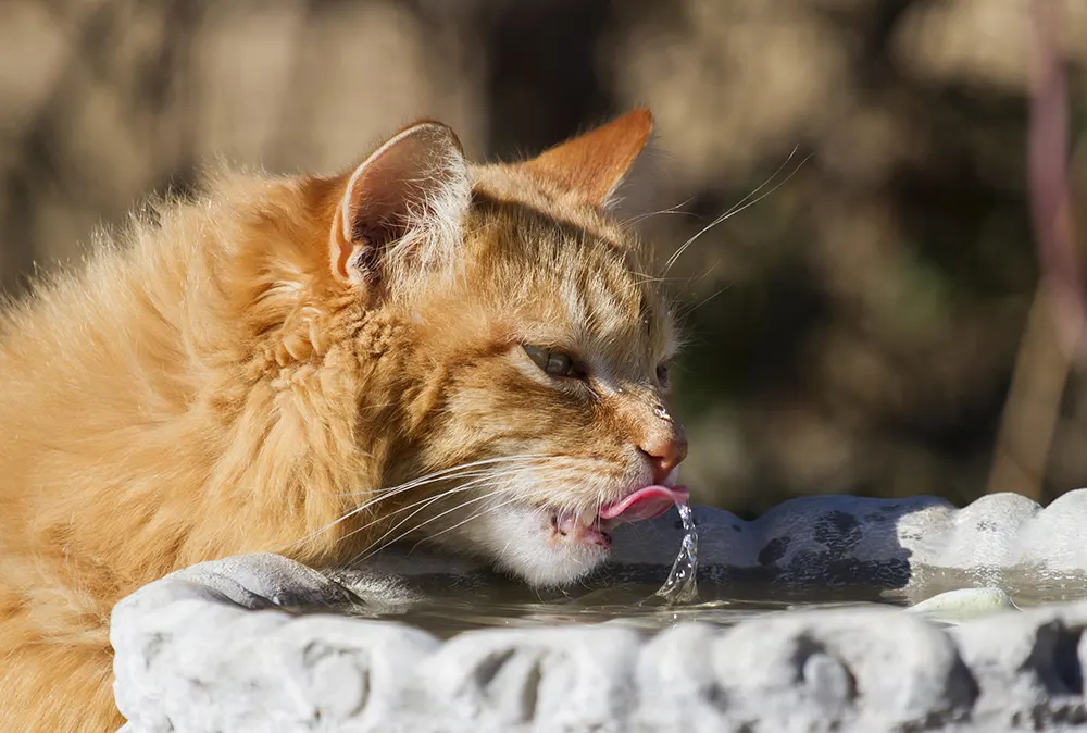 Fluids benefit cats with kidney disease