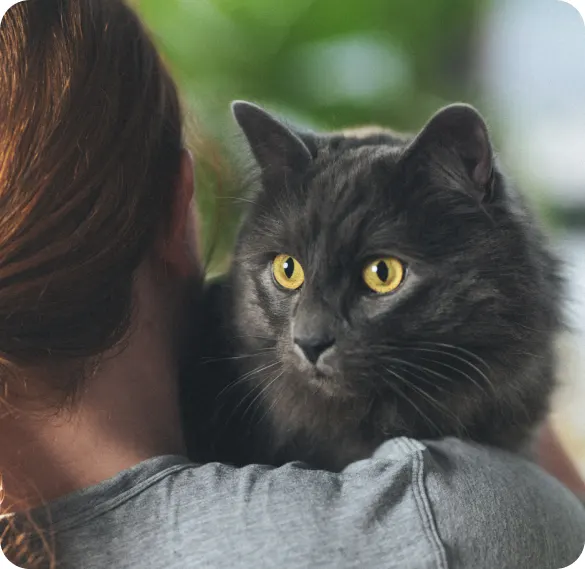 Cat being held