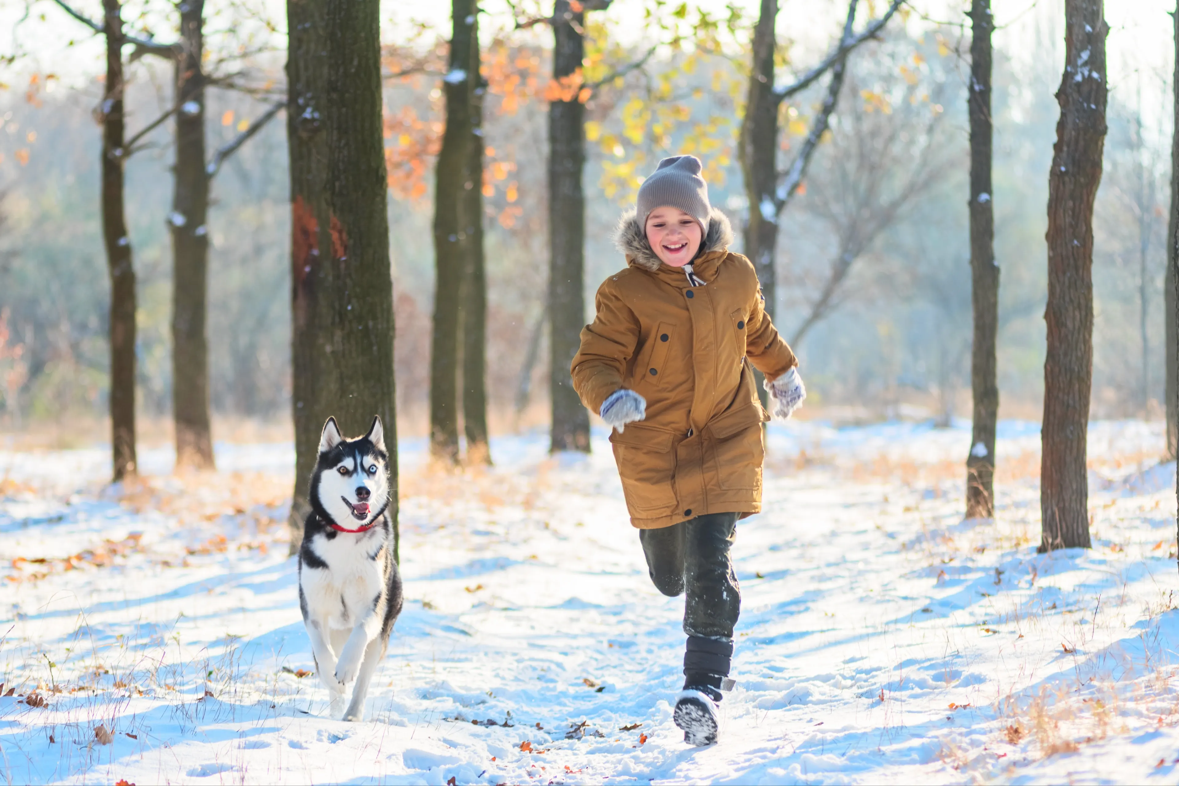 Siberian husky running with young boy in the snow