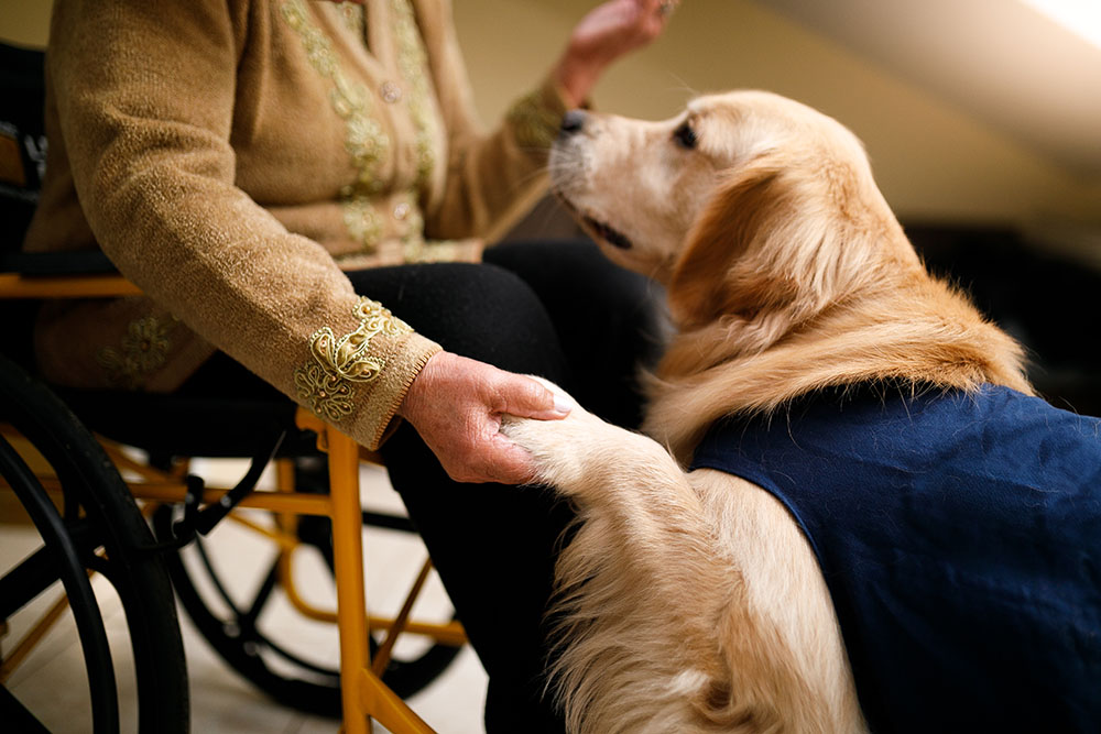 Diabetic alert dogs: How they help combat an invisible disease