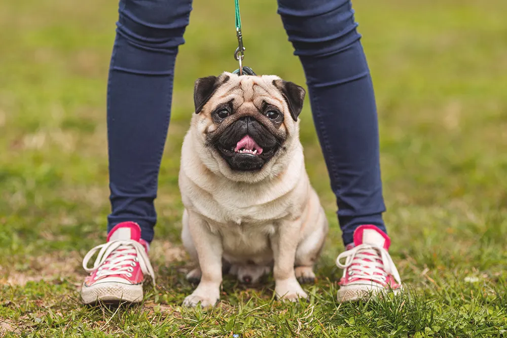Safe ways to exercise flat-faced pups