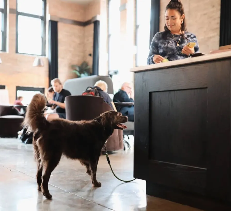 11 DogFriendly Coffee Shops in Chicago