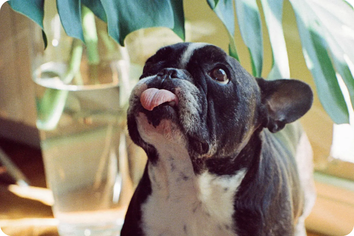 French bulldog looking up at camera with tongue out