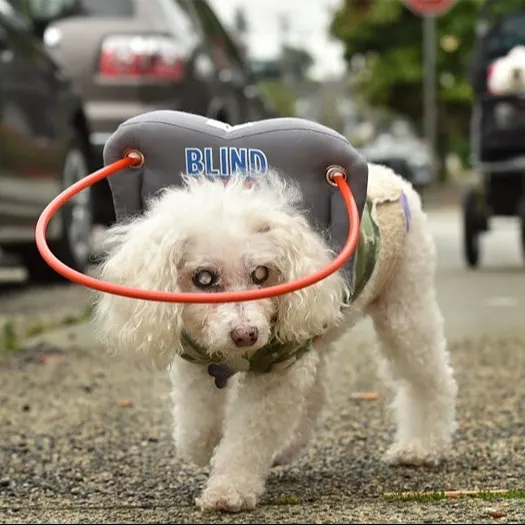 Blind dog gets around with help from innovative product