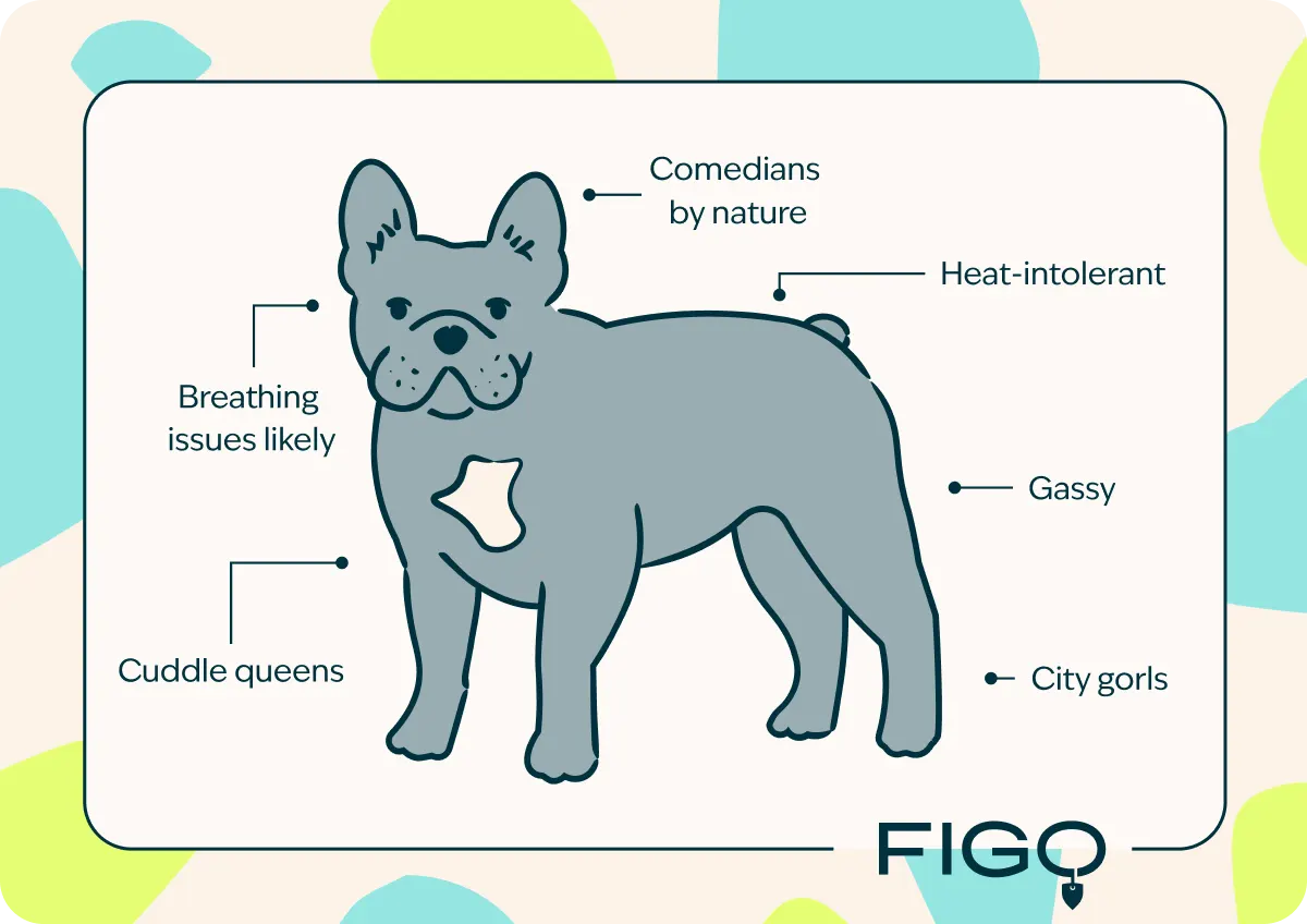 French Bulldog Breed Guide Traits