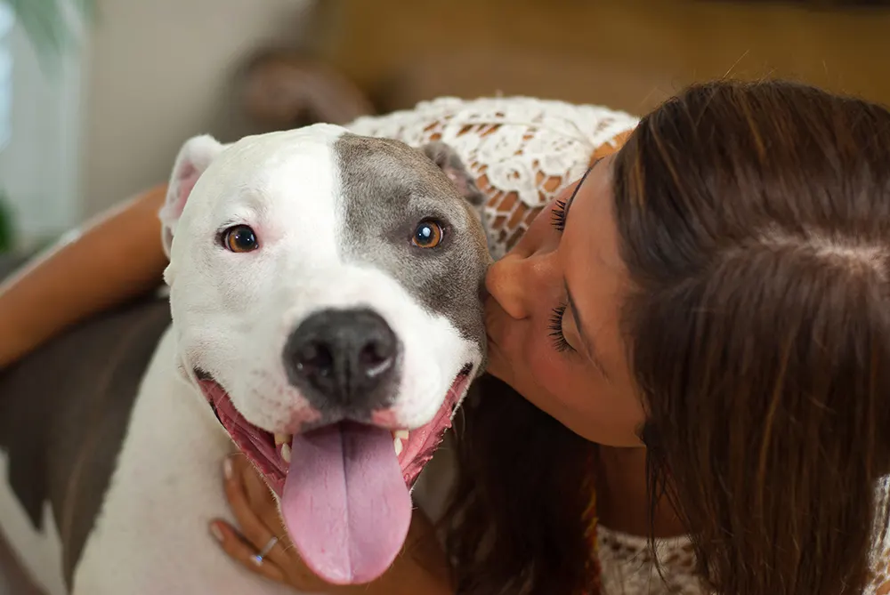 Pitbull has an ear hematoma?