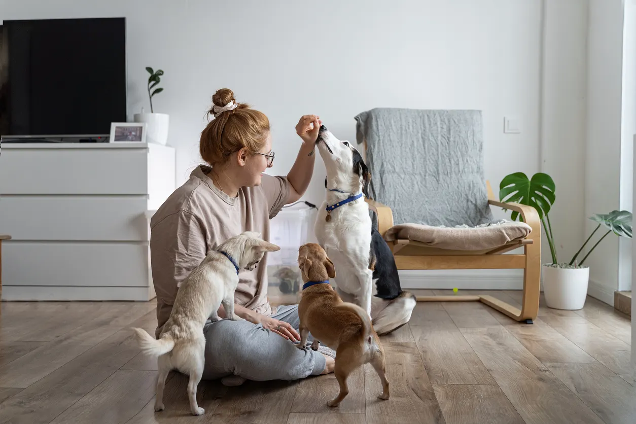 woman surrounded by small pet dogs