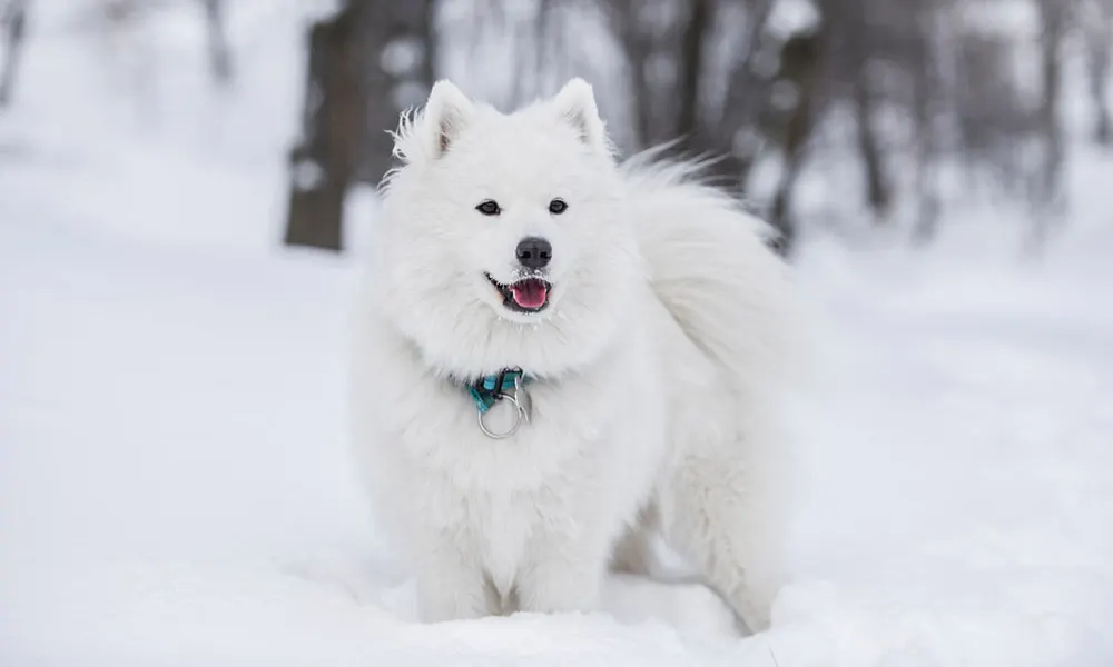 10 Dog Breeds That Actually Love Cold Weather