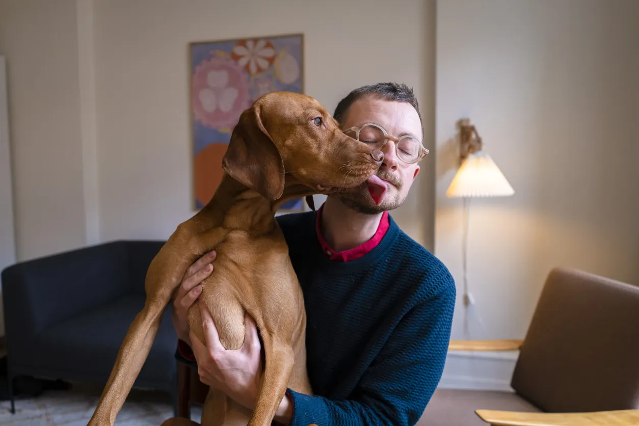 Vizsla and man sitting together being affectionate