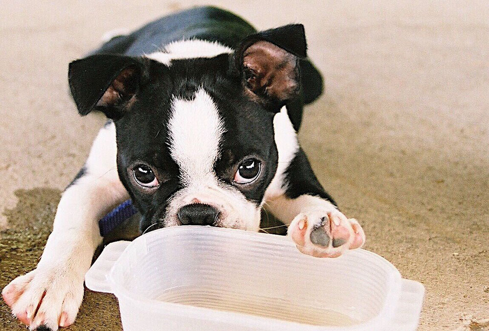 how many pounds of water does a dog need